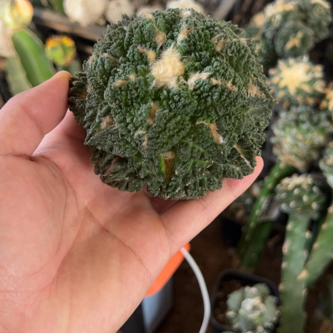 苗接哥龟牡丹仙人球71号