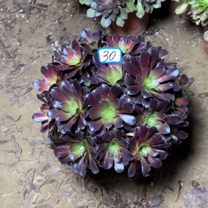 多肉植物花娜法师30