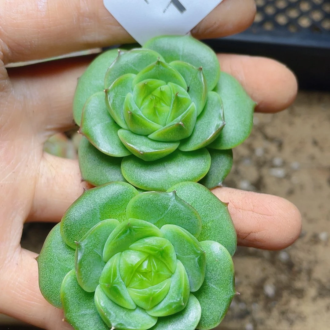 多肉植物多肉植物164