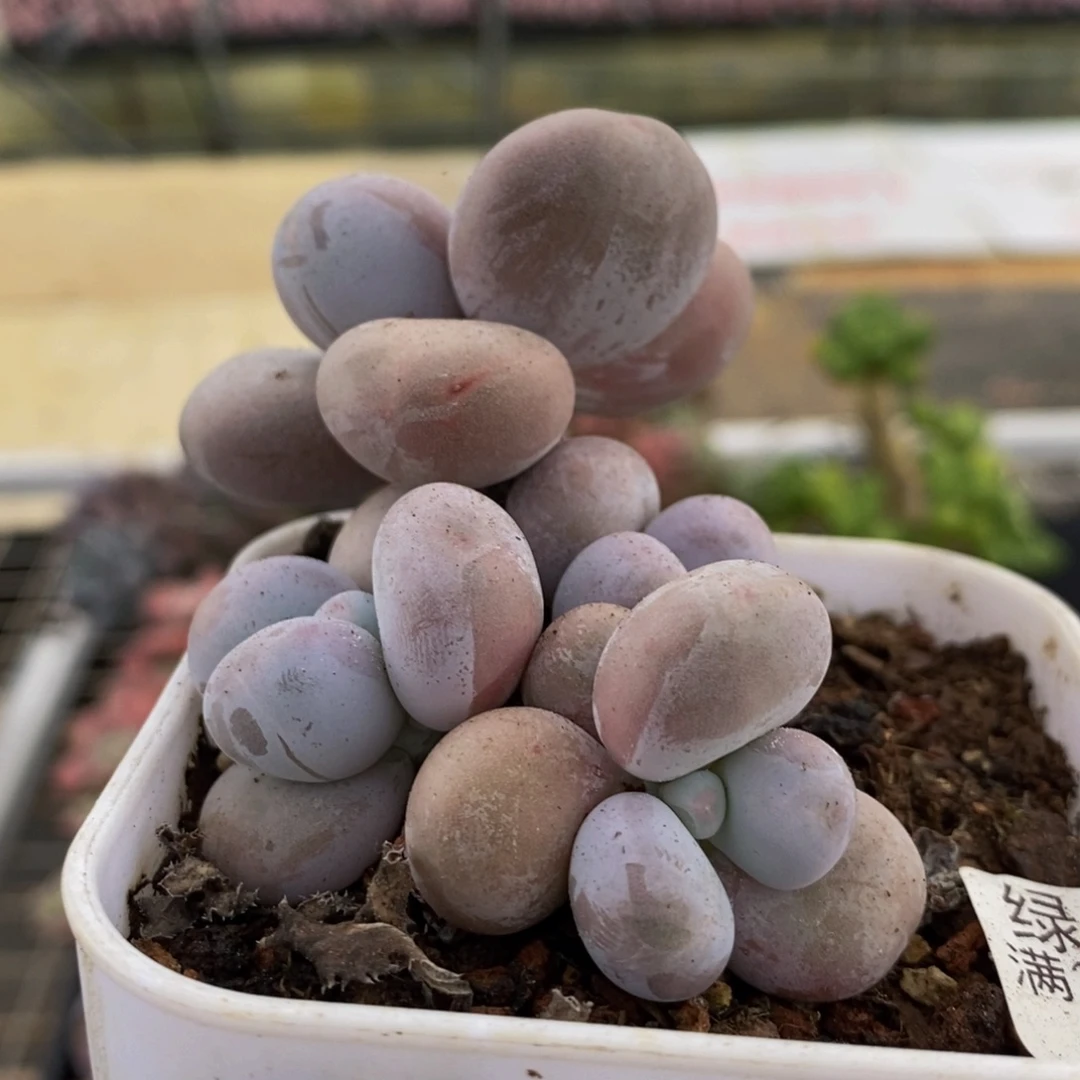 387水光针6cm多肉