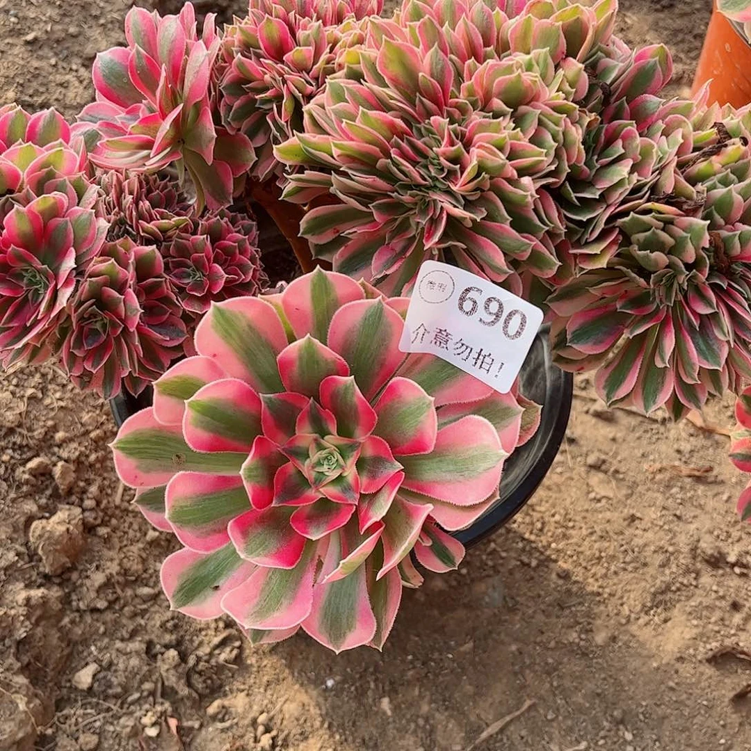 无花朵龙**?多肉植物690