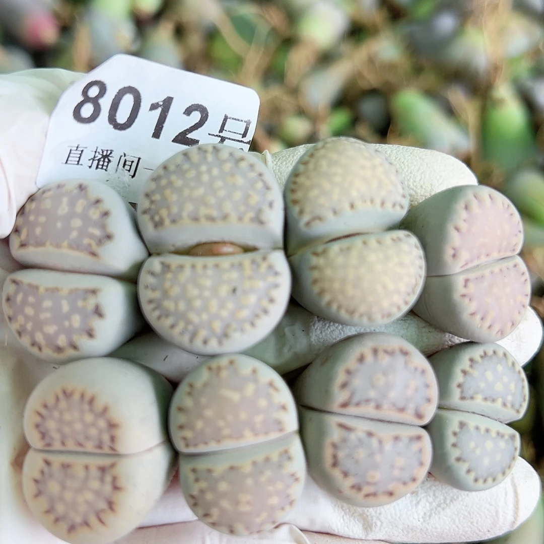 8012五年饼干8个2-2.5cm