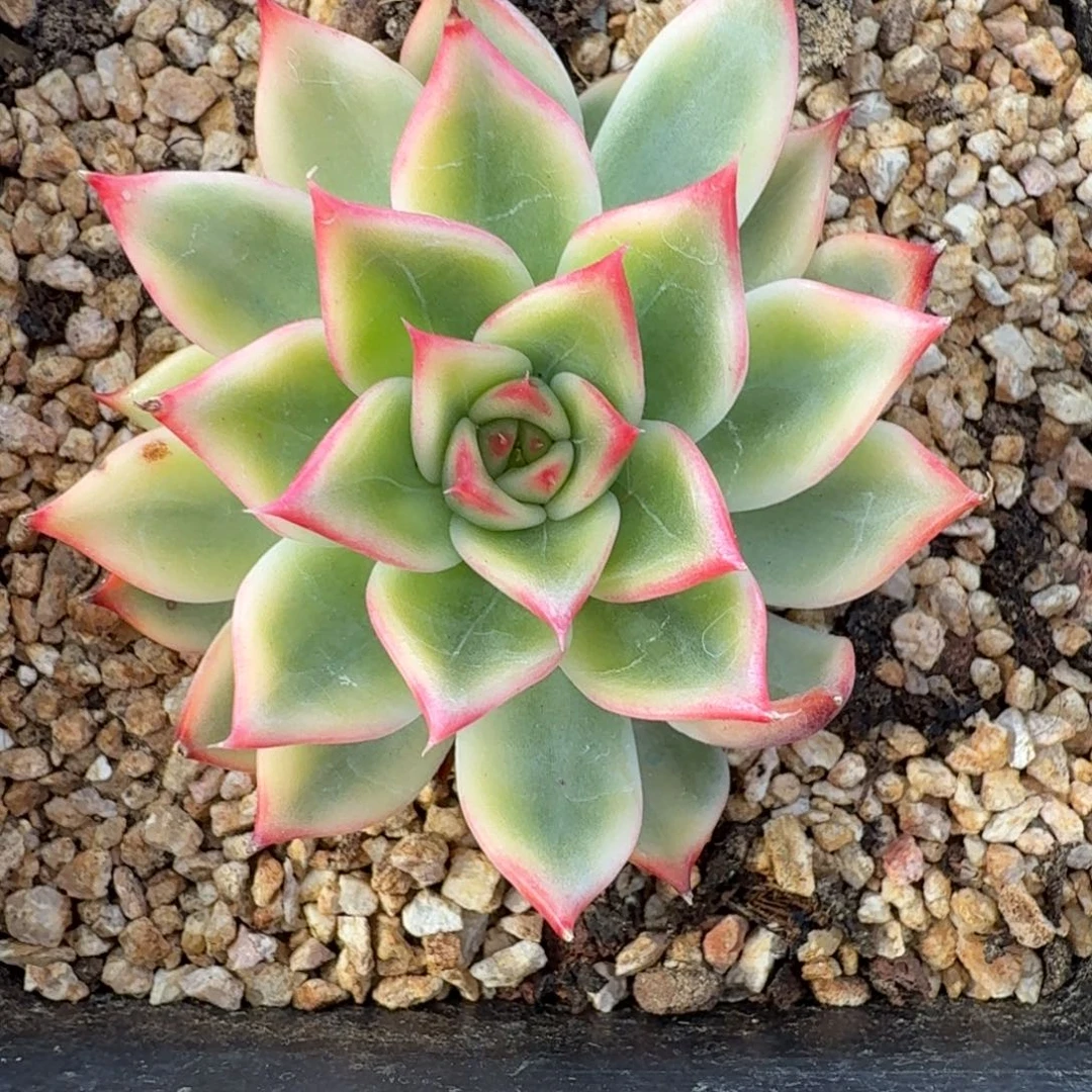 桃花锦 安吉园艺锦锦