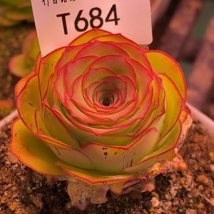 无**.绝色x黄金模特 抽奖 t684