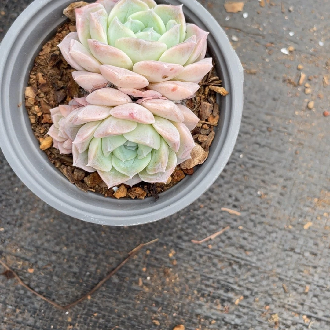 二**花粉透色月影二月专拍