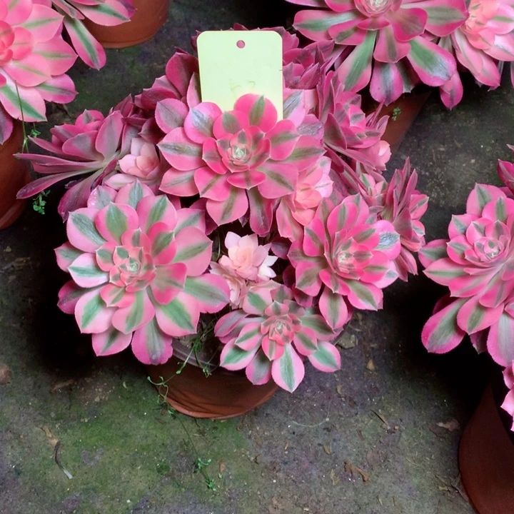 53粉女巫多肉111111