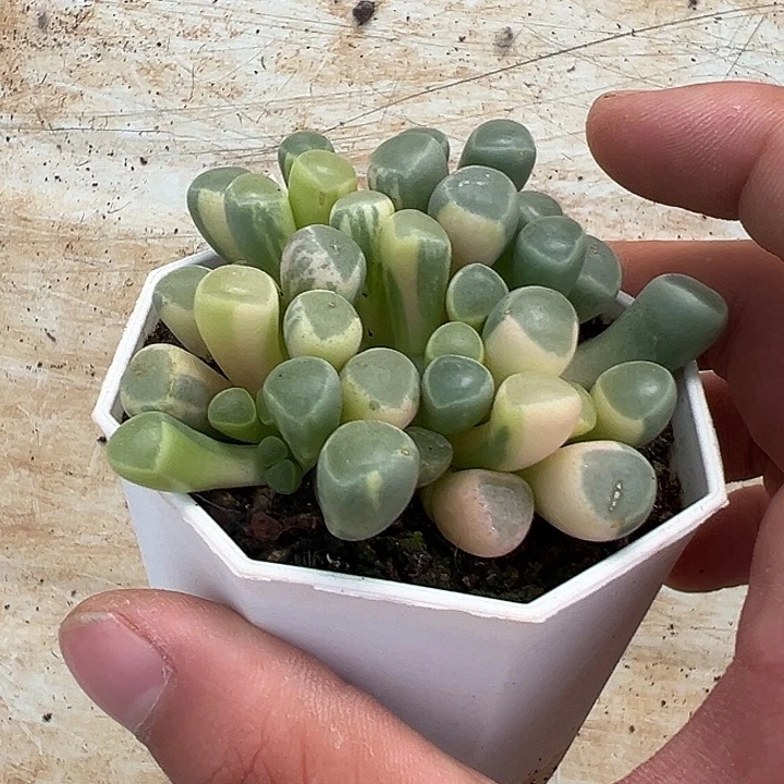 五十林玉锦群多肉