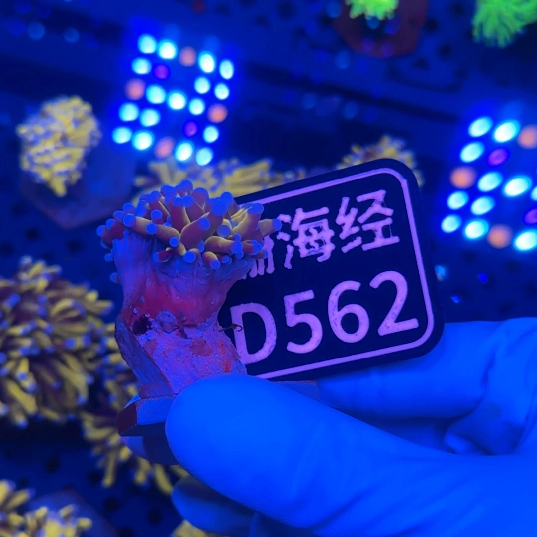 肖***）纽扣珊瑚又又不包邮内包肉马尼拉金火柴D562