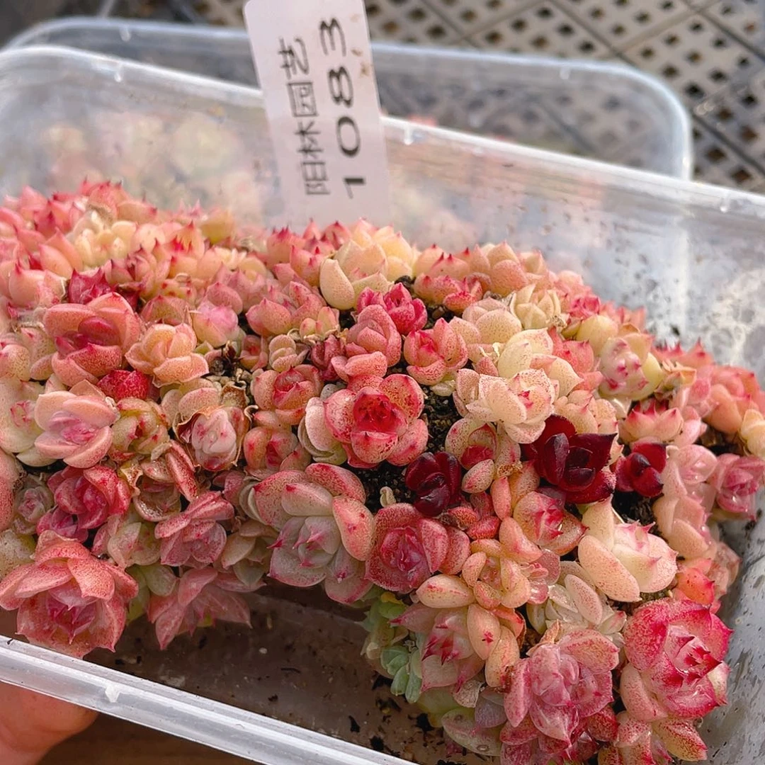 多肉植物多肉植物1083