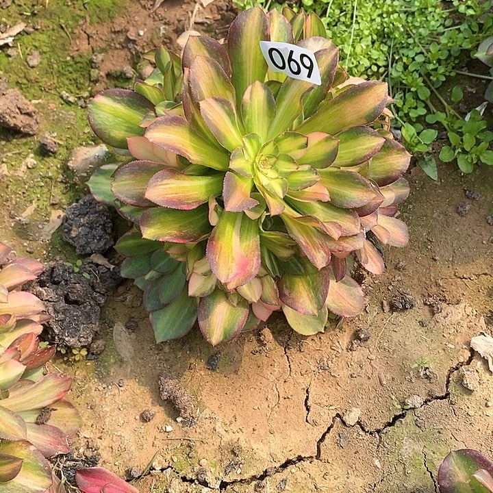 俊*多肉植物法师69流星雨