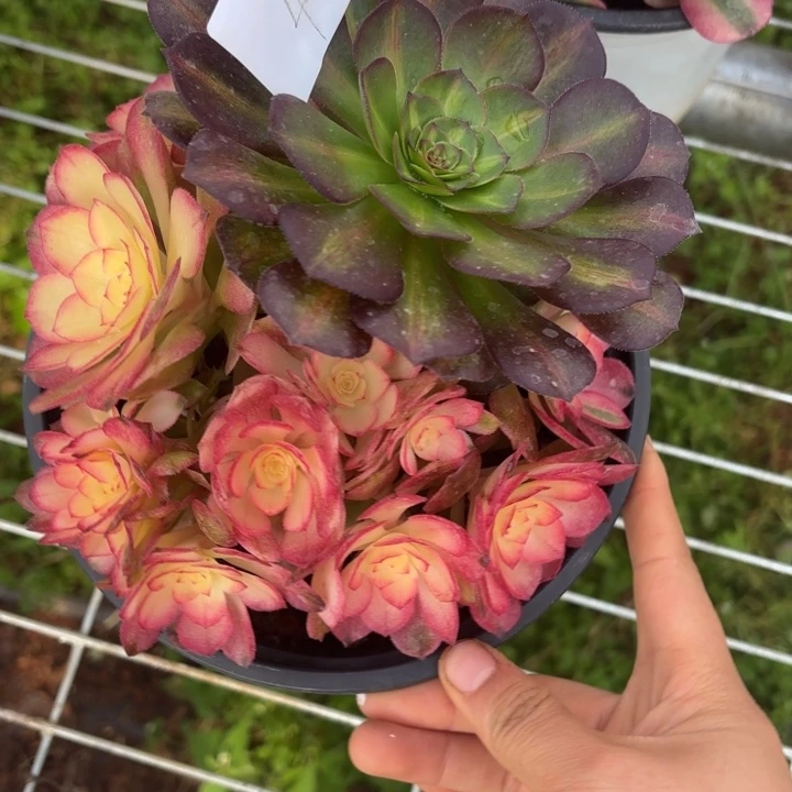 云南荔枝好看4号拍拍拍