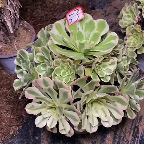 白凤老桩捧花53号