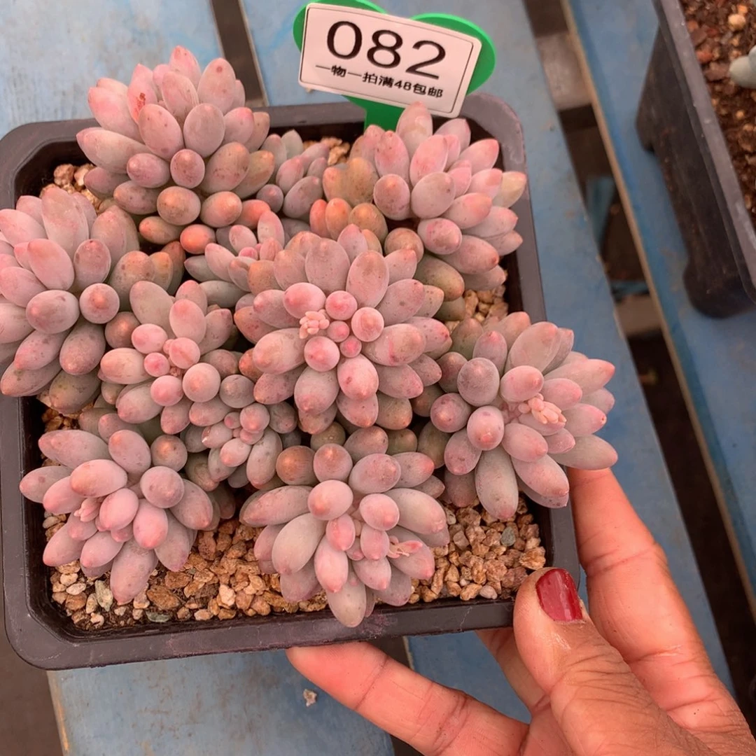 婴儿手指开播福利