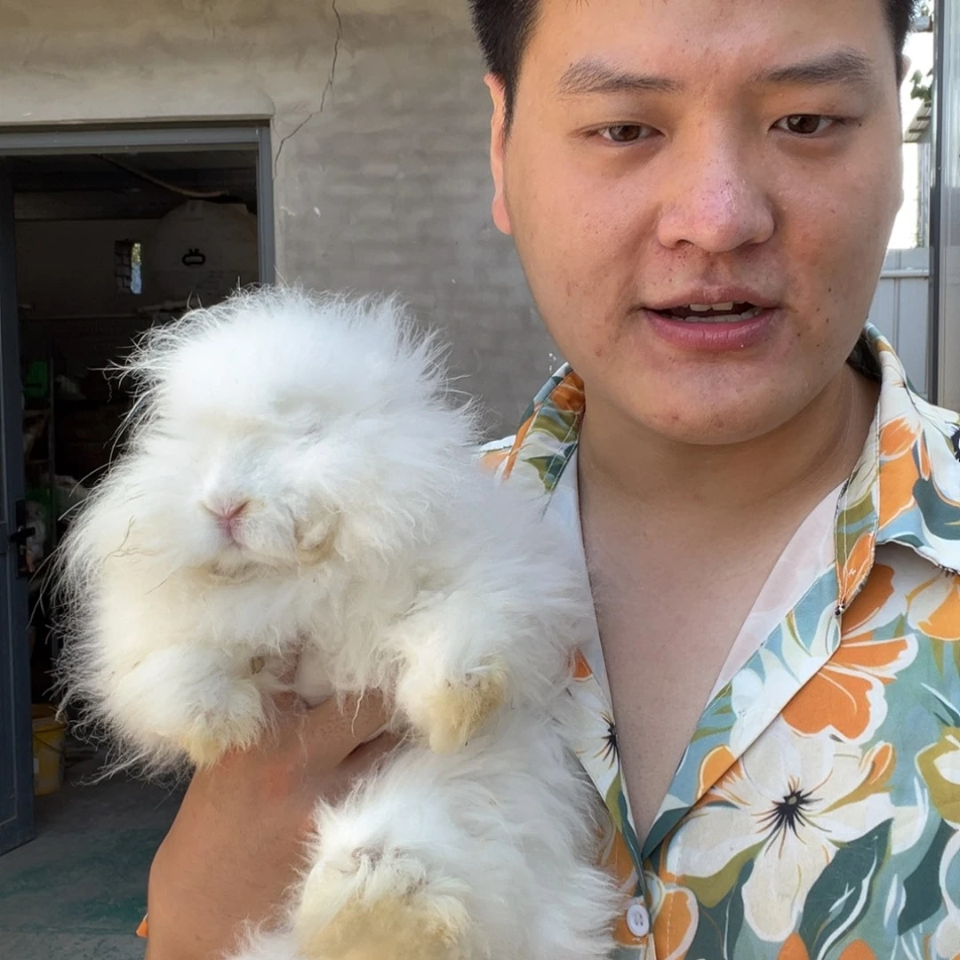 双血统英系安哥拉兔子