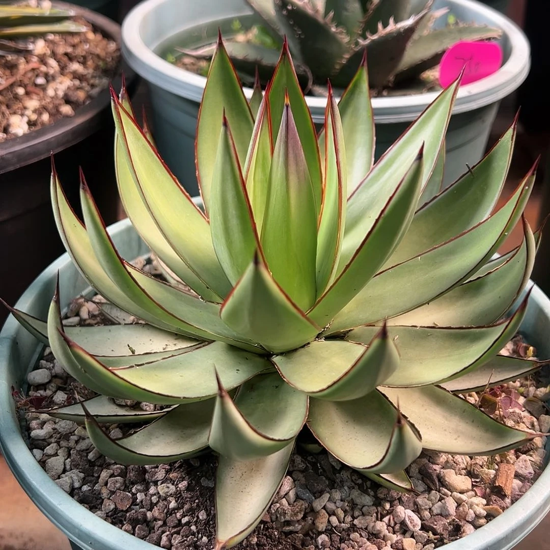 无花朵多肉植物罗曼尼龙舌兰