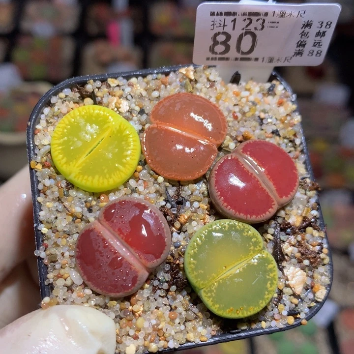 精品生石花123.80