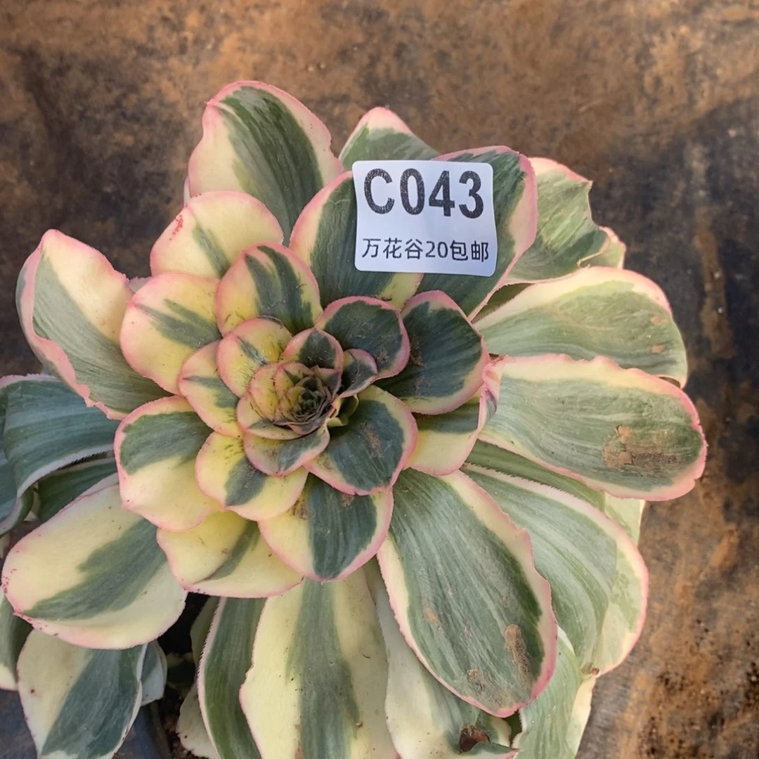 043燕姿锦多肉植物