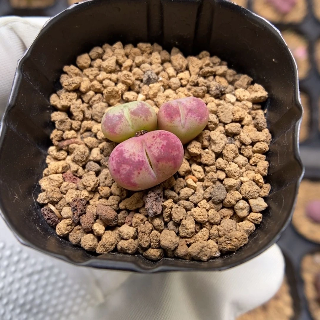 多肉植物肉锥杂交K-3732
