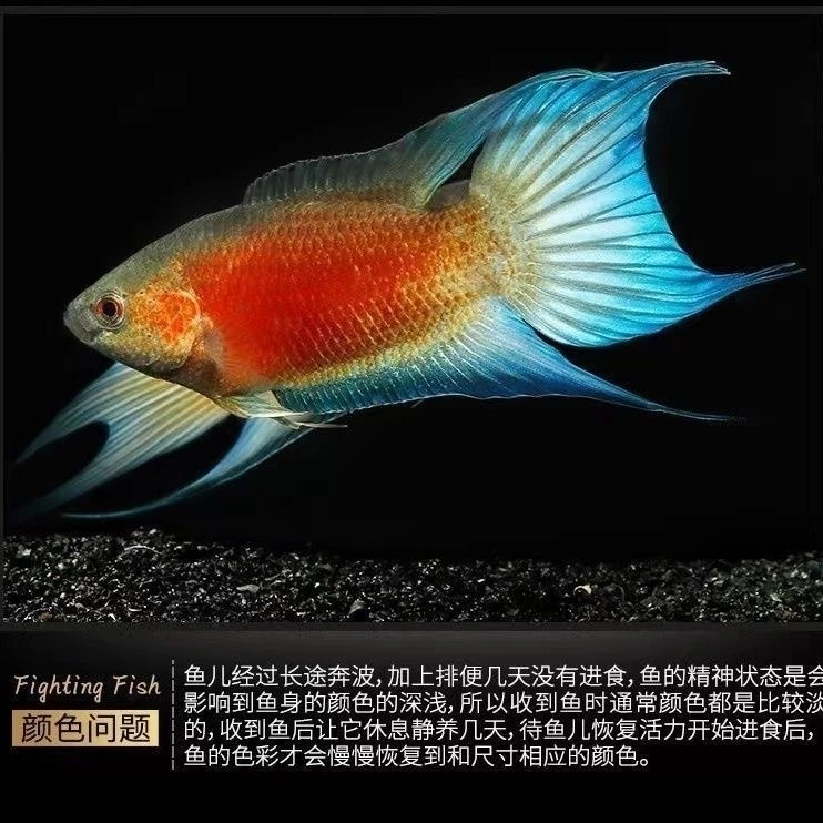 直播澳火斗鱼链接