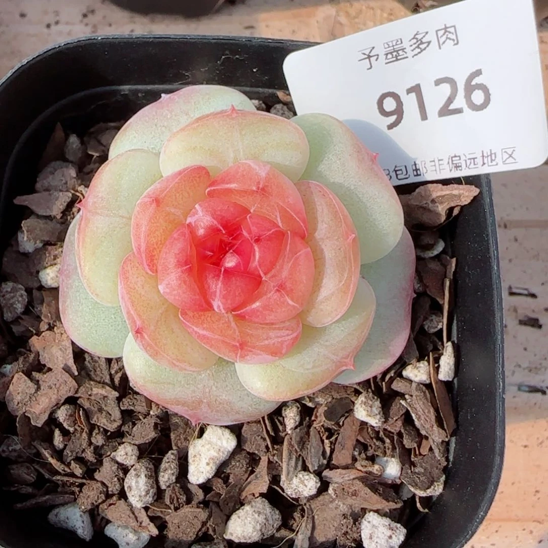 沉香，9126多肉植物