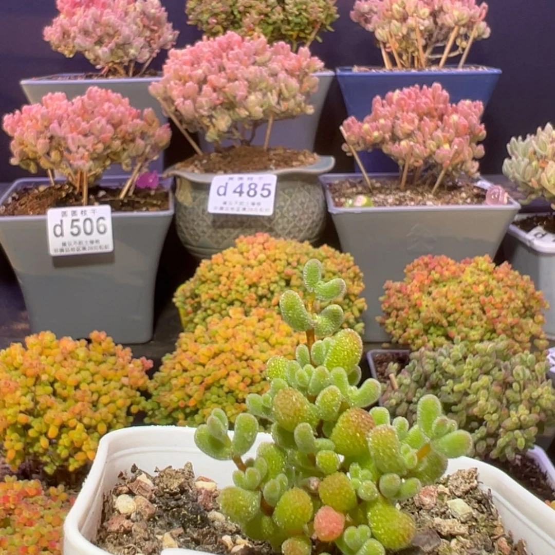 【闪购商品】养***手d408翡翠枝干番杏