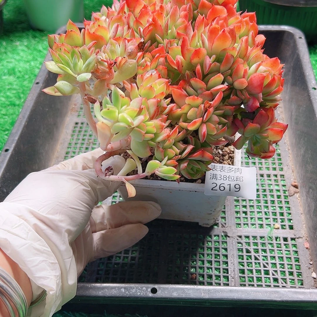 多肉一物一拍植物2619