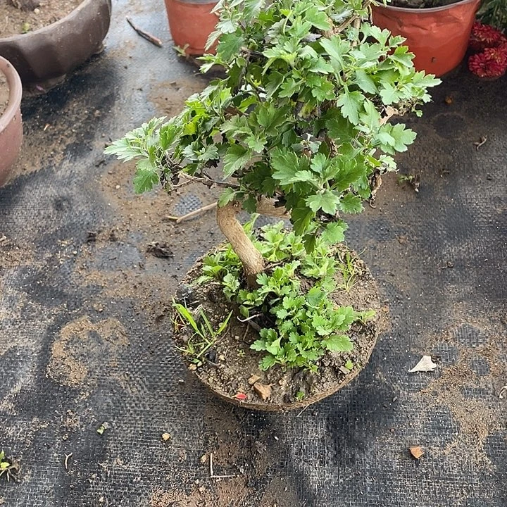 黄***荣50花花菊花菊花菊花菊花