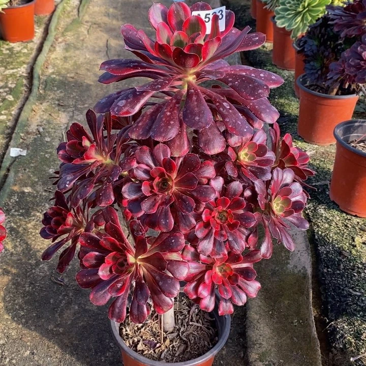 丽娜多肉植物533