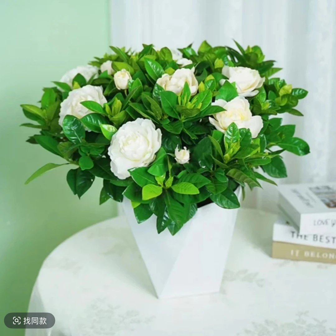 带花苞大叶重瓣栀子花盆栽花卉绿植植物室内四季开花水培浓香