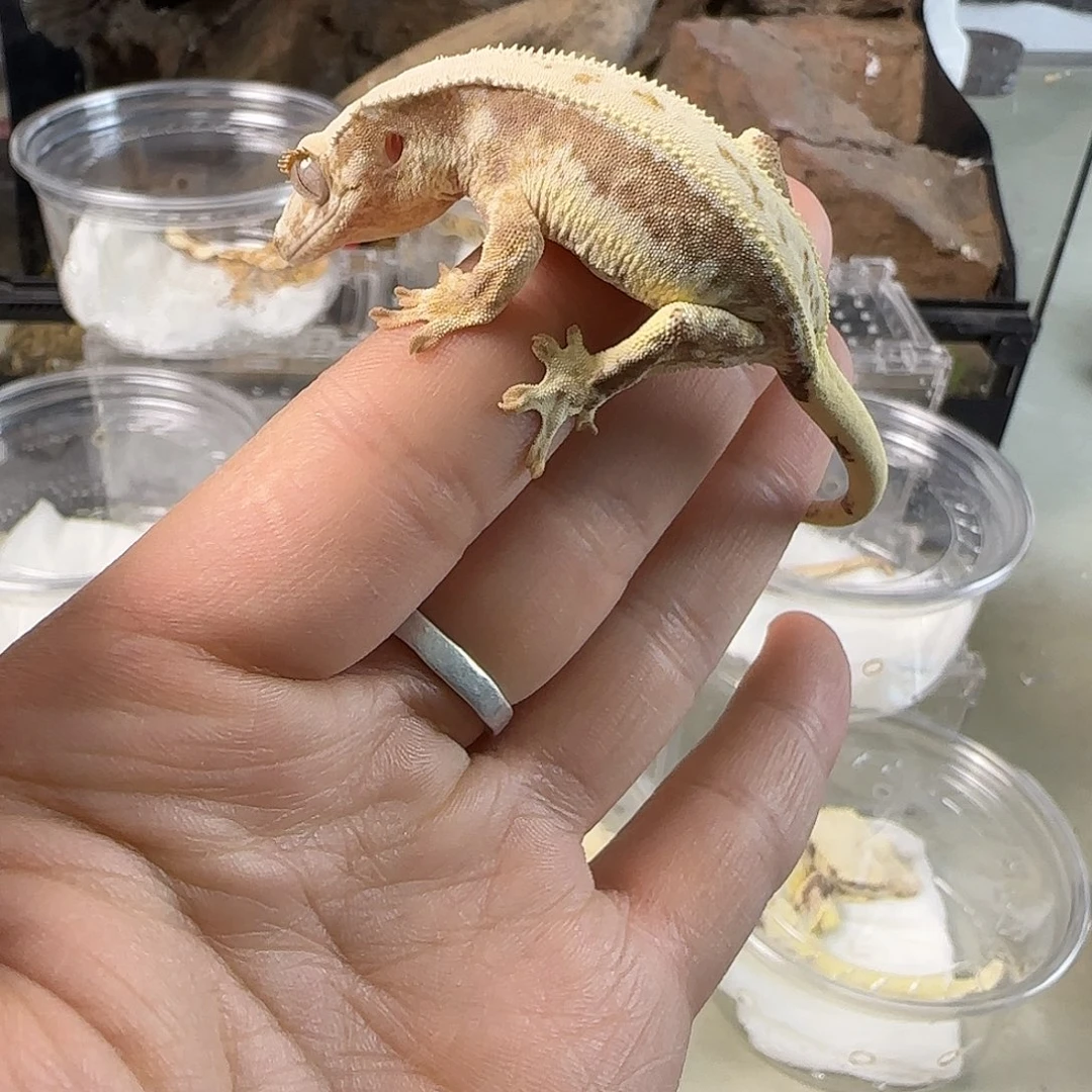 睫角守宫莉莉白双滴漏妹妹