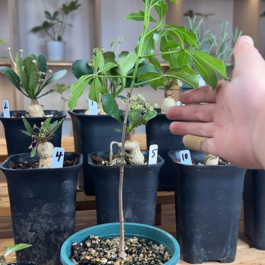 花友专拍 澳大利亚猴面包树 A07