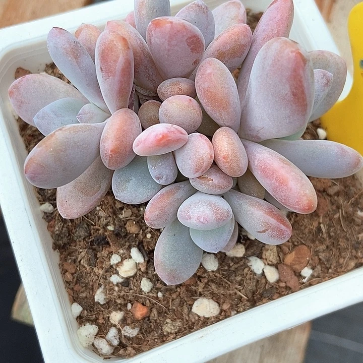 多肉植物粉兔裙730
