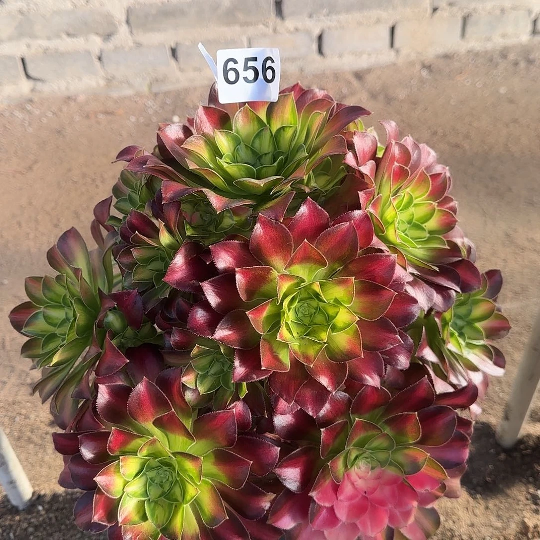 多肉植物韶华656