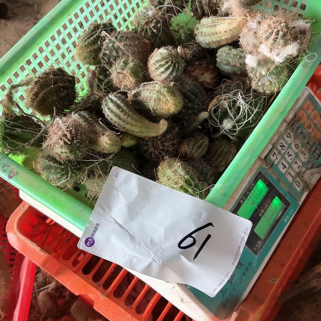 雪**炭61 混品侧牙仙人球瑕痴无售后