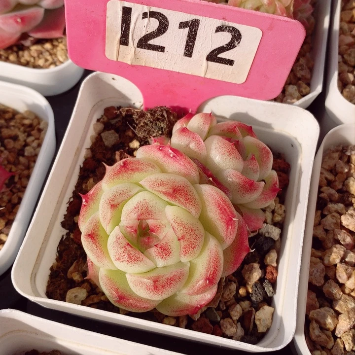 s****e果米苏6cm不包整群