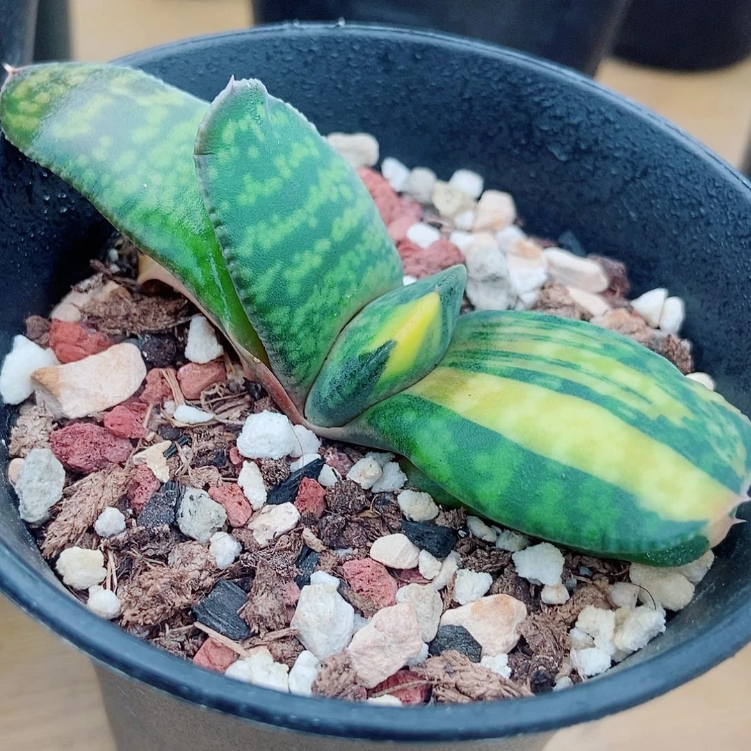 772卧牛恐龙锦带盆发货