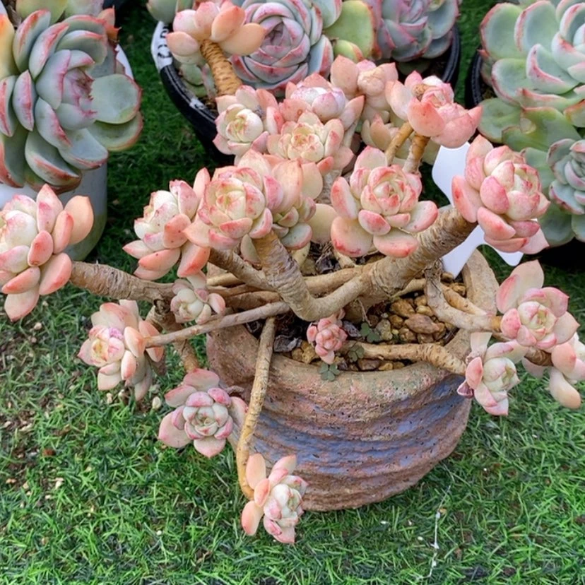 【闪购商品】兜***米多肉植物