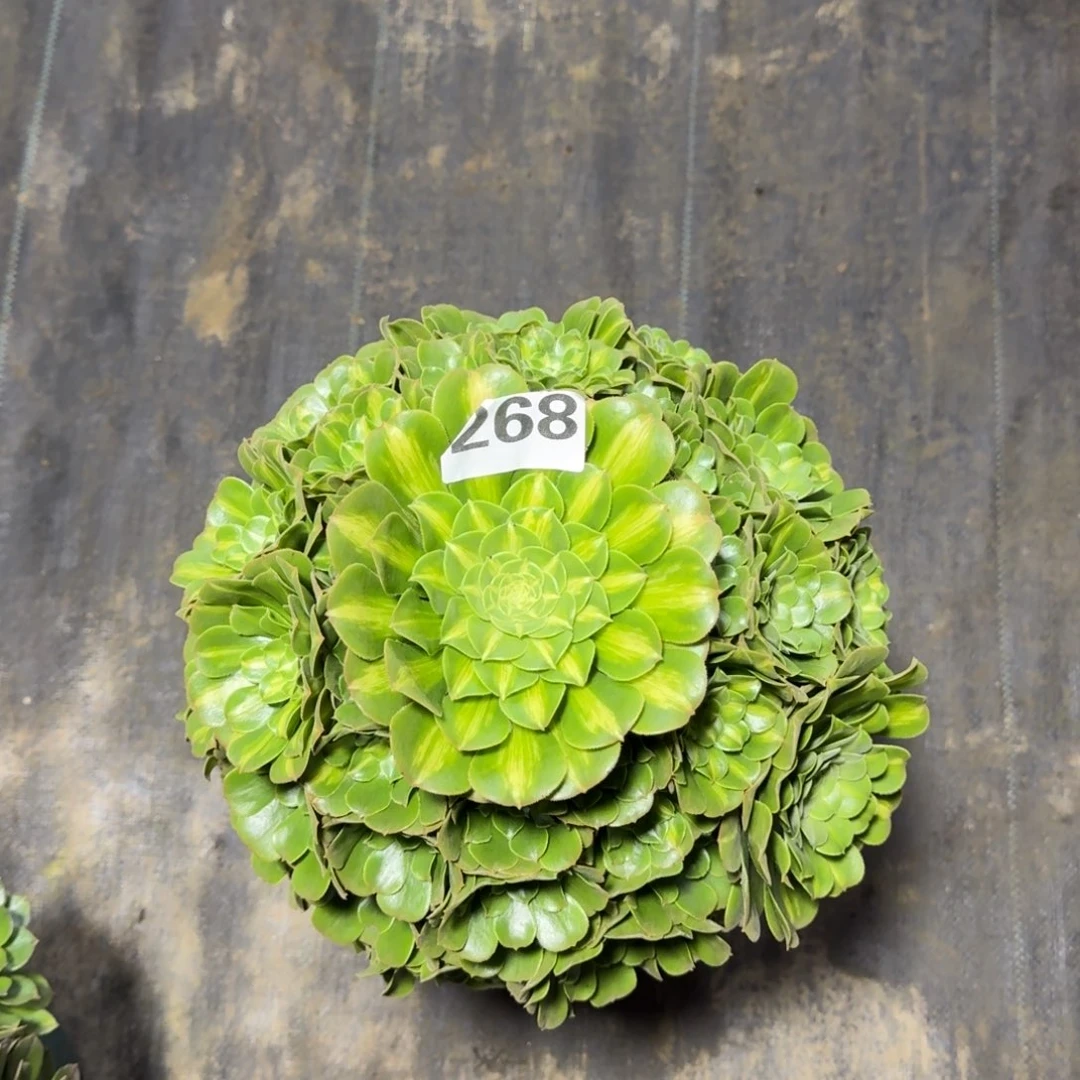 知**叶268！翡翠琉璃法师多肉植物