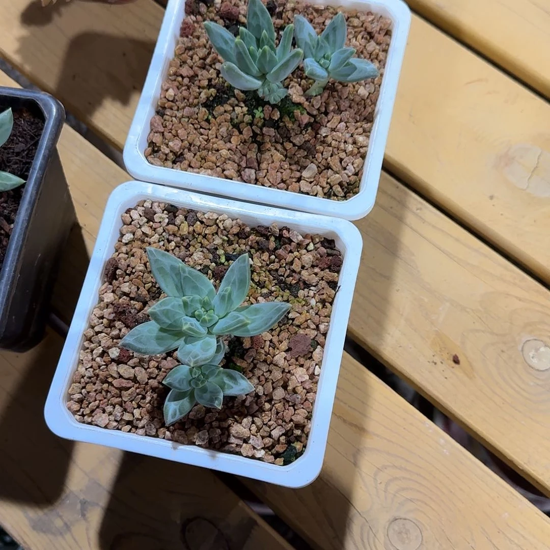 B***s美人系多肉植物链接