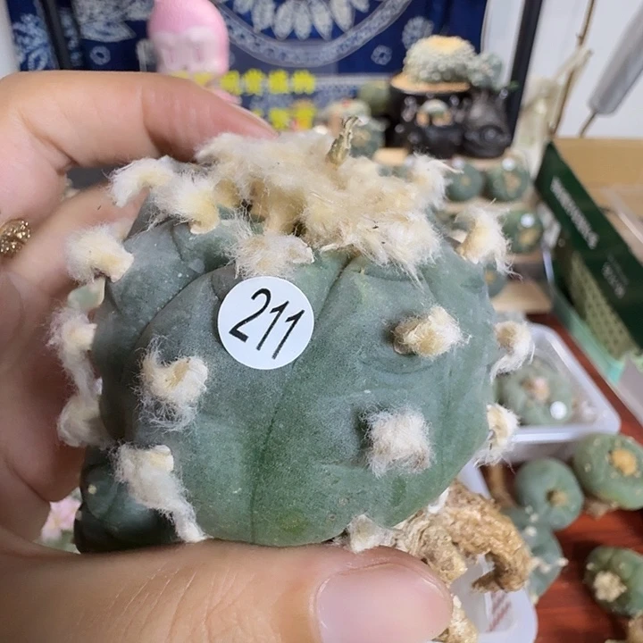 莫***3211福利拍卖园艺观赏植物