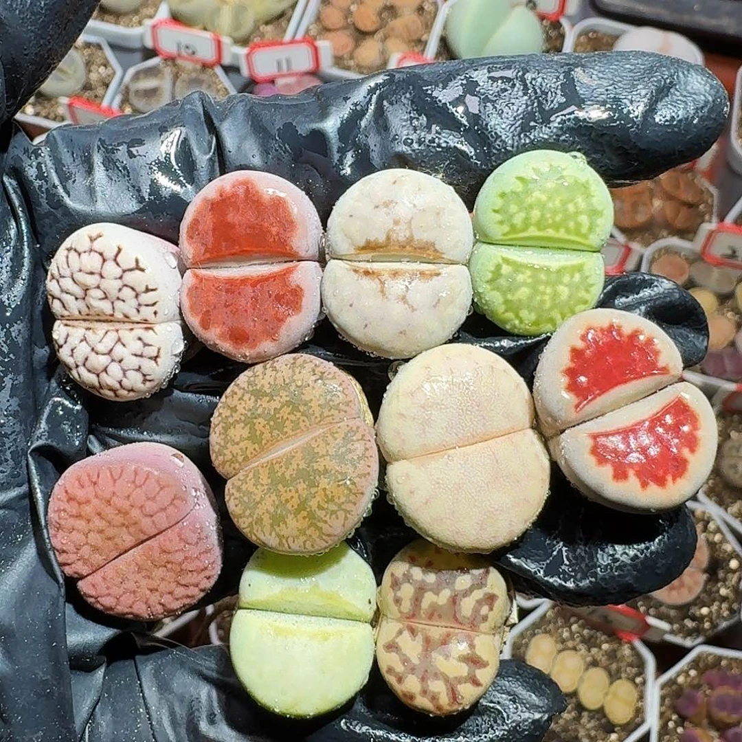 生石花1111111。  156