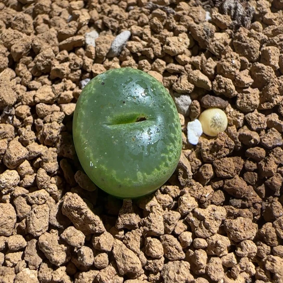 肉锥多肉植物组合-绿流苏708