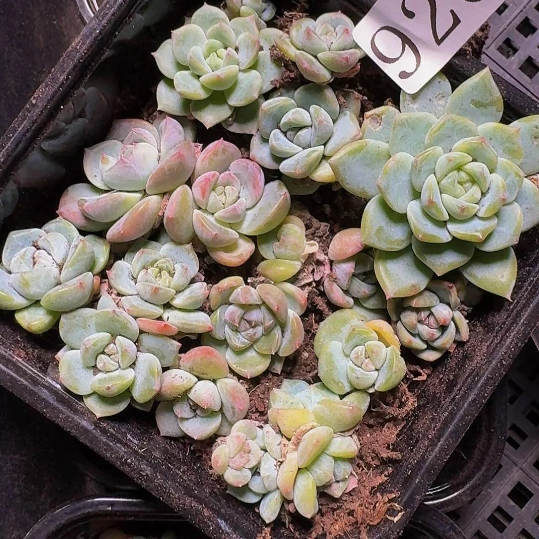 多肉植物多肉植物926