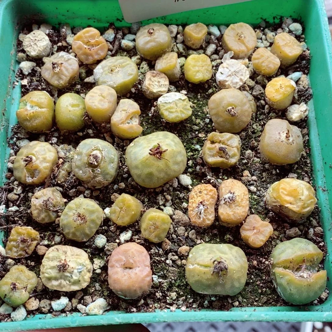 我也是很喜欢这个节目008