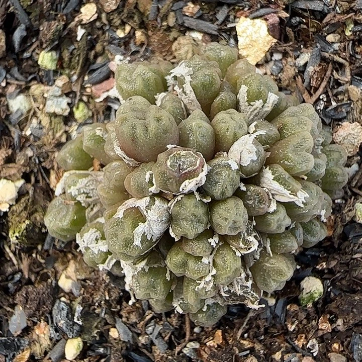 899饺子皮福利福利福利