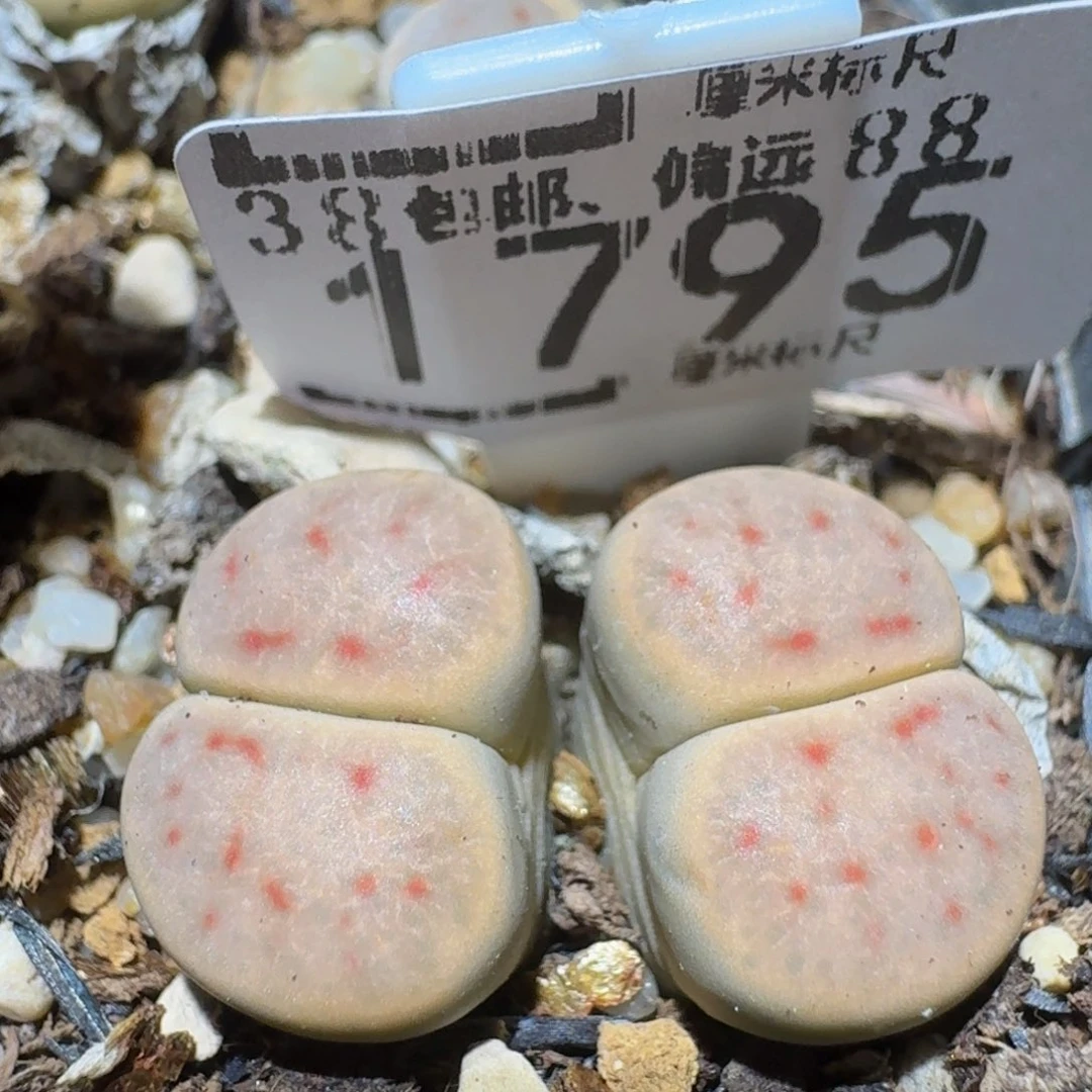 Ssss精品生石花1795草莓