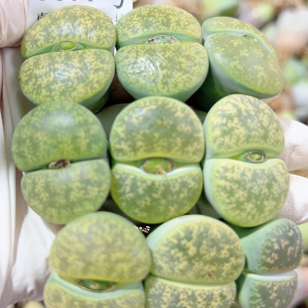 8577 好养易活生石花大母本9个