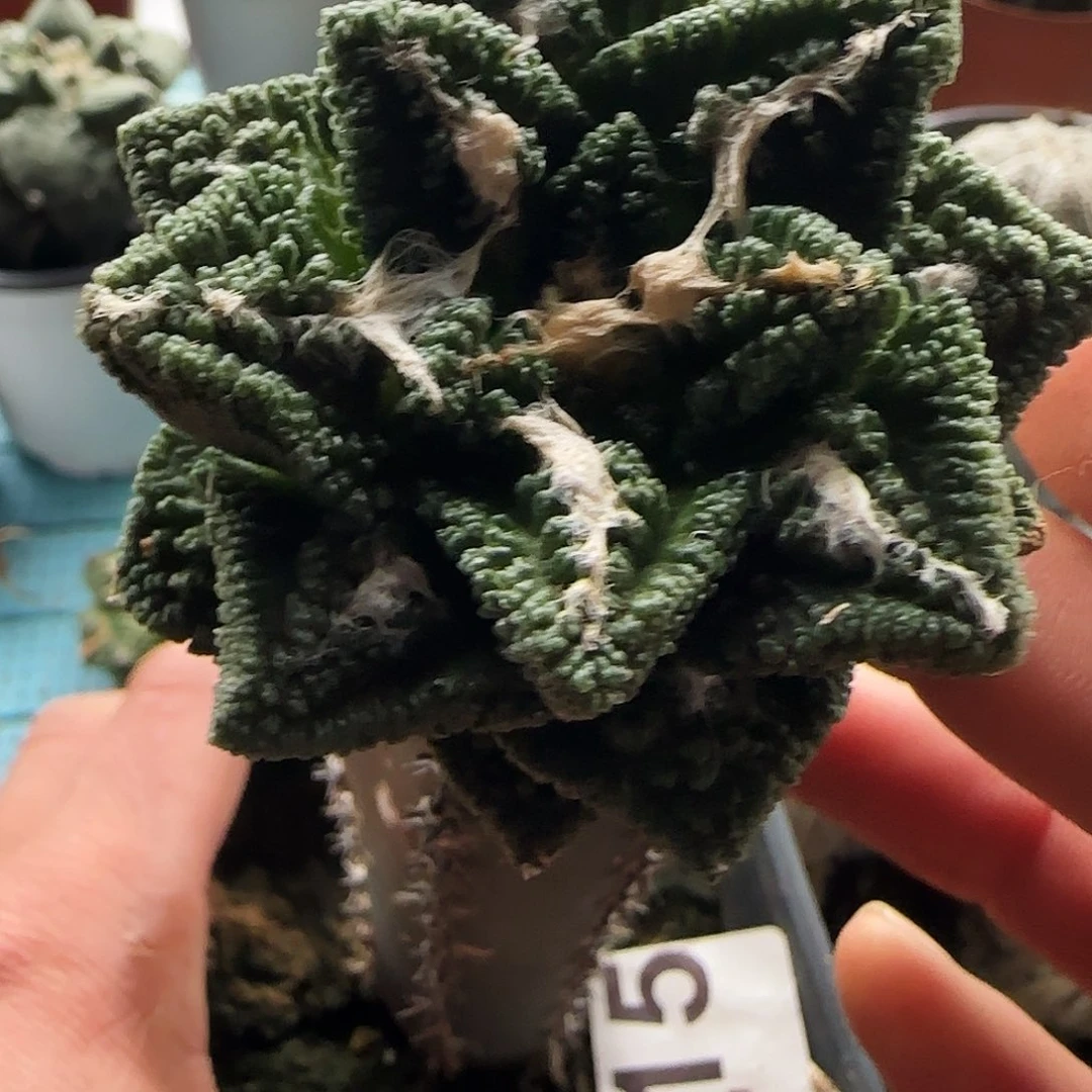 螺旋辛顿815仙人球开花