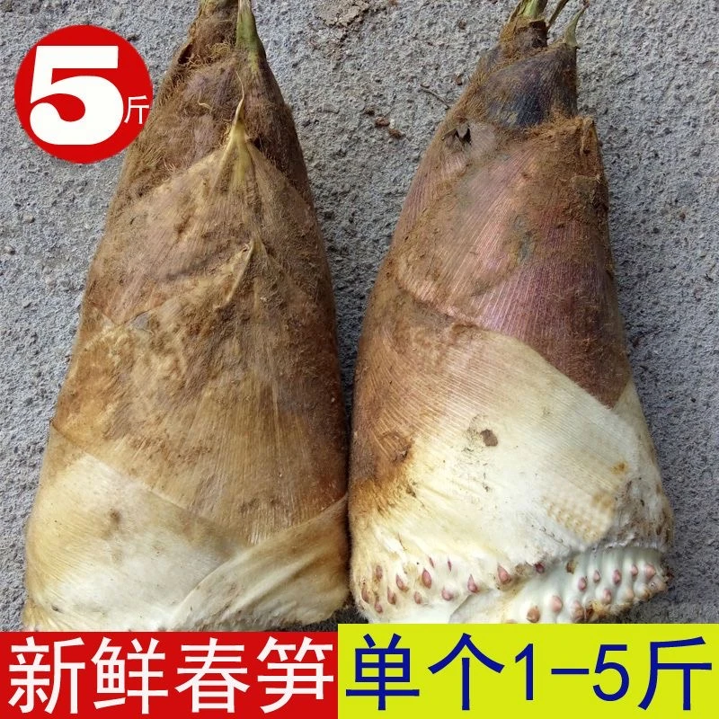 D2（嫩春笋 黄泥拱）湘西深山春笋新鲜现挖竹笋当季农家毛竹笋