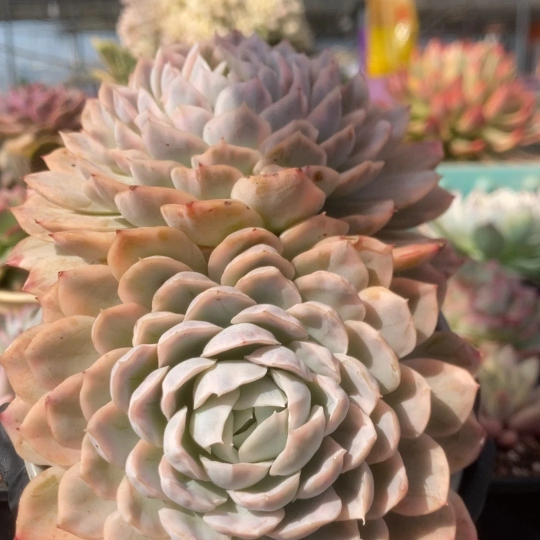 002雪球锦锦锦锦锦锦